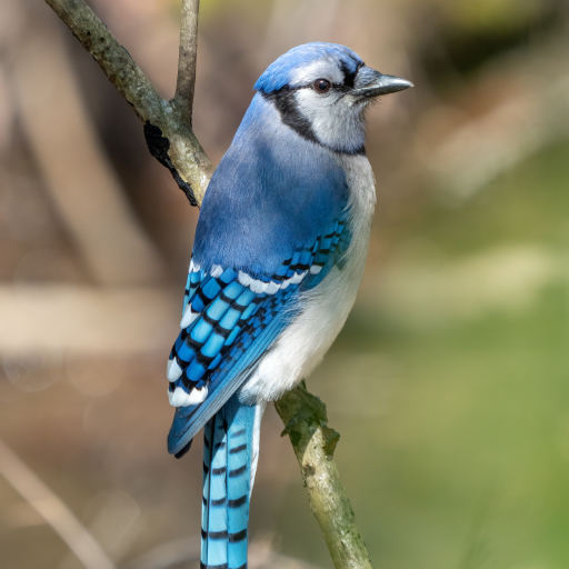 Blue Jay sighting